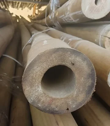 מוט במבוק טולדה